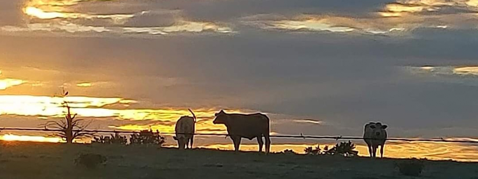 Cattle grazing in the green Premium Texas Beef pastures.