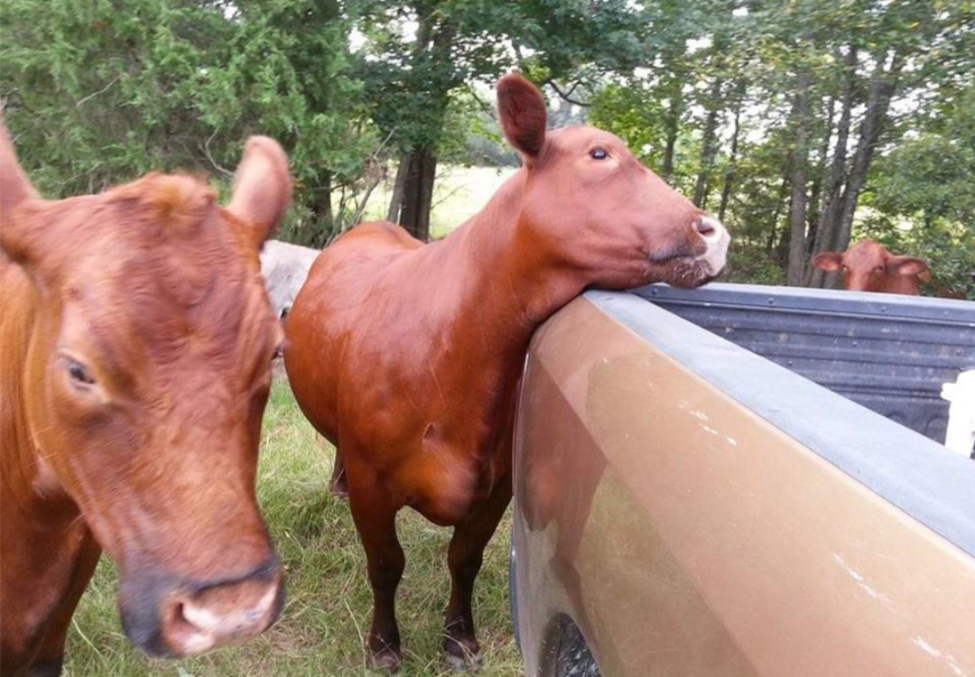 Cattle standing by truck.