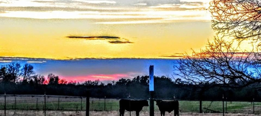 Premium Texas Beef Cattle at Sunrise.
