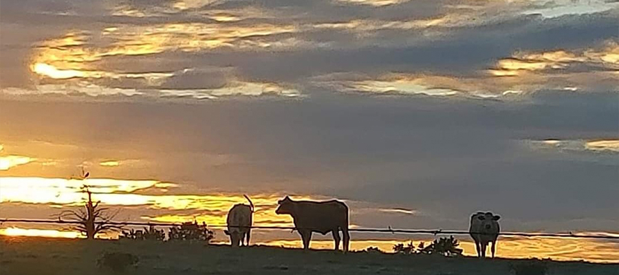 Premium Texas Beef Cattle in Pasture.