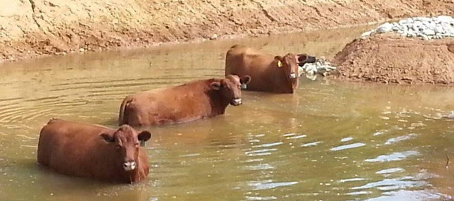 Premium Texas Beef Cattle in Waterhole.